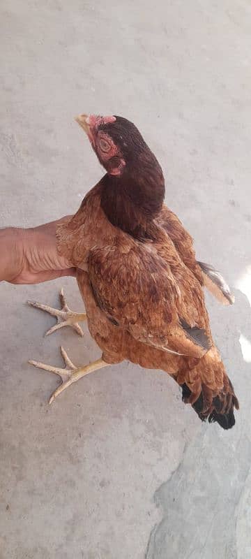 2 Aseel hens for sale 03113742131 4