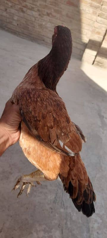 2 Aseel hens for sale 03113742131 5