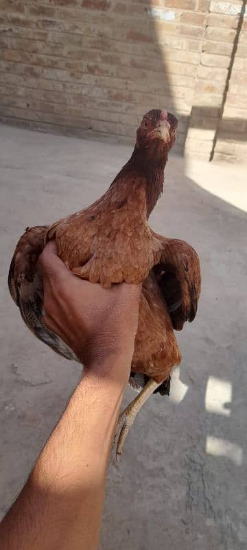 2 Aseel hens for sale 03113742131 6