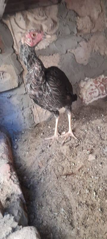 2 Aseel hens for sale 03113742131 7