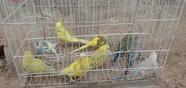 Adult Budgies