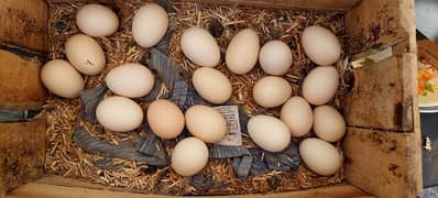 Silkie Male And Cochin Female Havey Buff Cross Eggs available