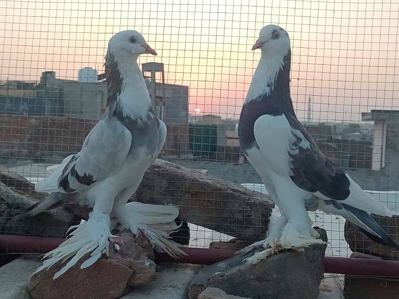 gubara pigeon for sale 0