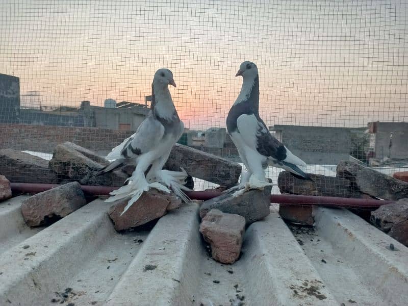 gubara pigeon for sale 1