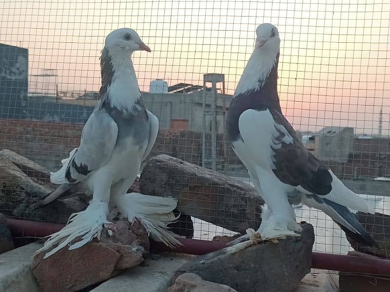 gubara pigeon for sale 2