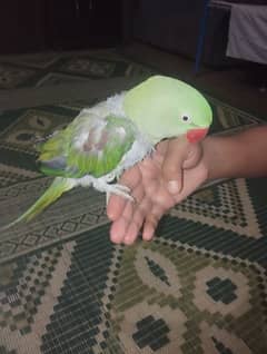 Raw parrot with cage age 18 months Ka hai