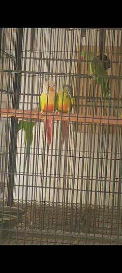 pineapple & green cheek conure breeder pair