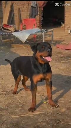 Rottweiler Male