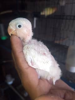 1500 my love birds chick  read full ad plz