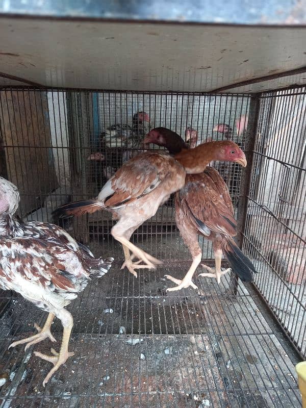 Ayam Cemani And aseel Eggs and pairs for sale 3