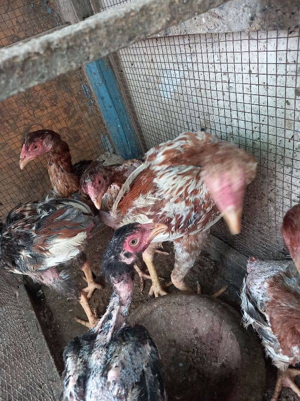 Ayam Cemani And aseel Eggs and pairs for sale 5