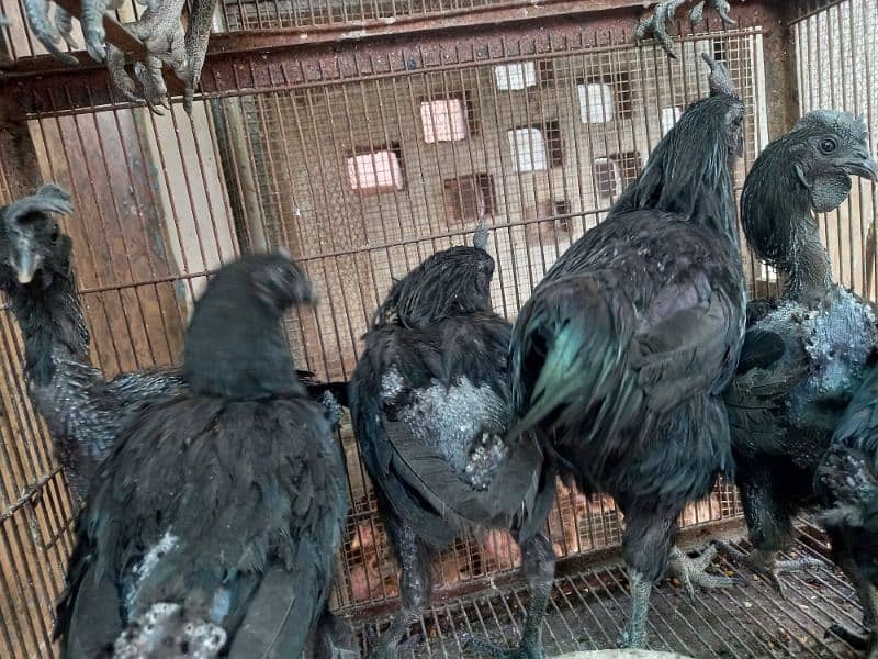 Ayam Cemani And aseel Eggs and pairs for sale 2