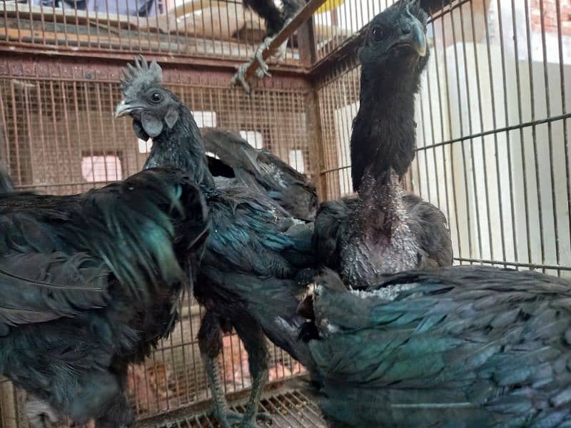 Ayam Cemani And aseel Eggs and pairs for sale 6