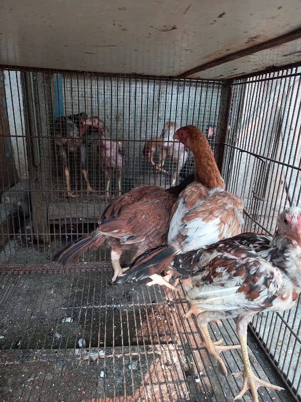 Ayam Cemani And aseel Eggs and pairs for sale 7