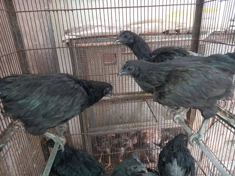 Ayam Cemani And aseel Eggs and pairs for sale 8