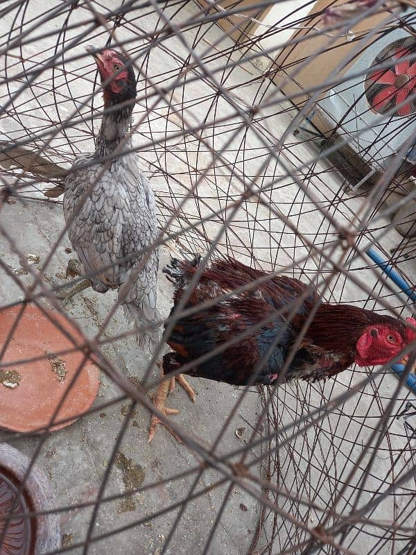 Ayam Cemani And aseel Eggs and pairs for sale 9