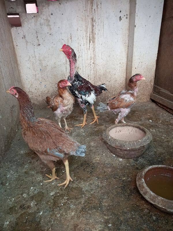 Ayam Cemani And aseel Eggs and pairs for sale 10