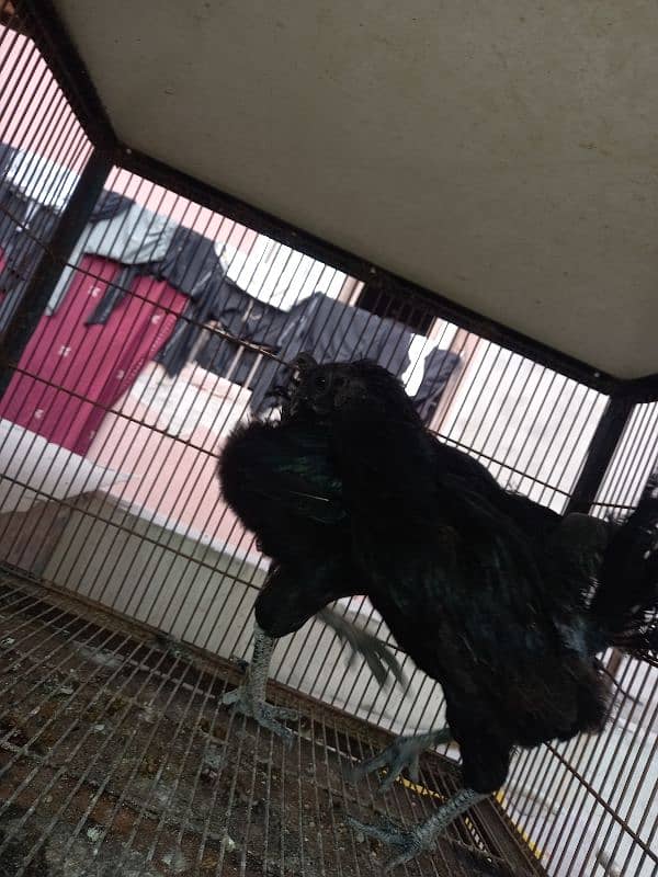 Ayam Cemani And aseel Eggs and pairs for sale 13