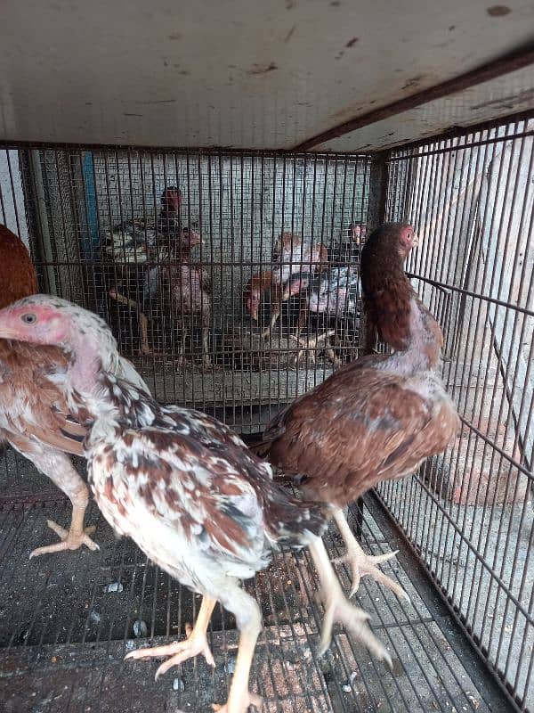 Ayam Cemani And aseel Eggs and pairs for sale 14