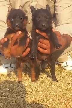 German shepherd puppies / german shepherd /puppy