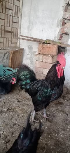 Australorp