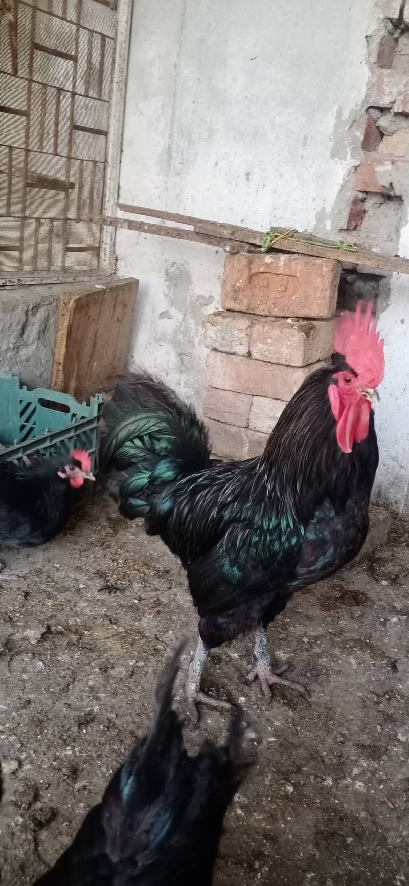 Australorp male. for sale 03224538032 0