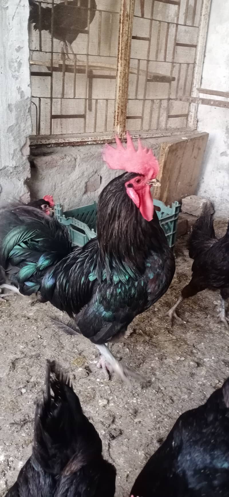 Australorp male. for sale 03224538032 1