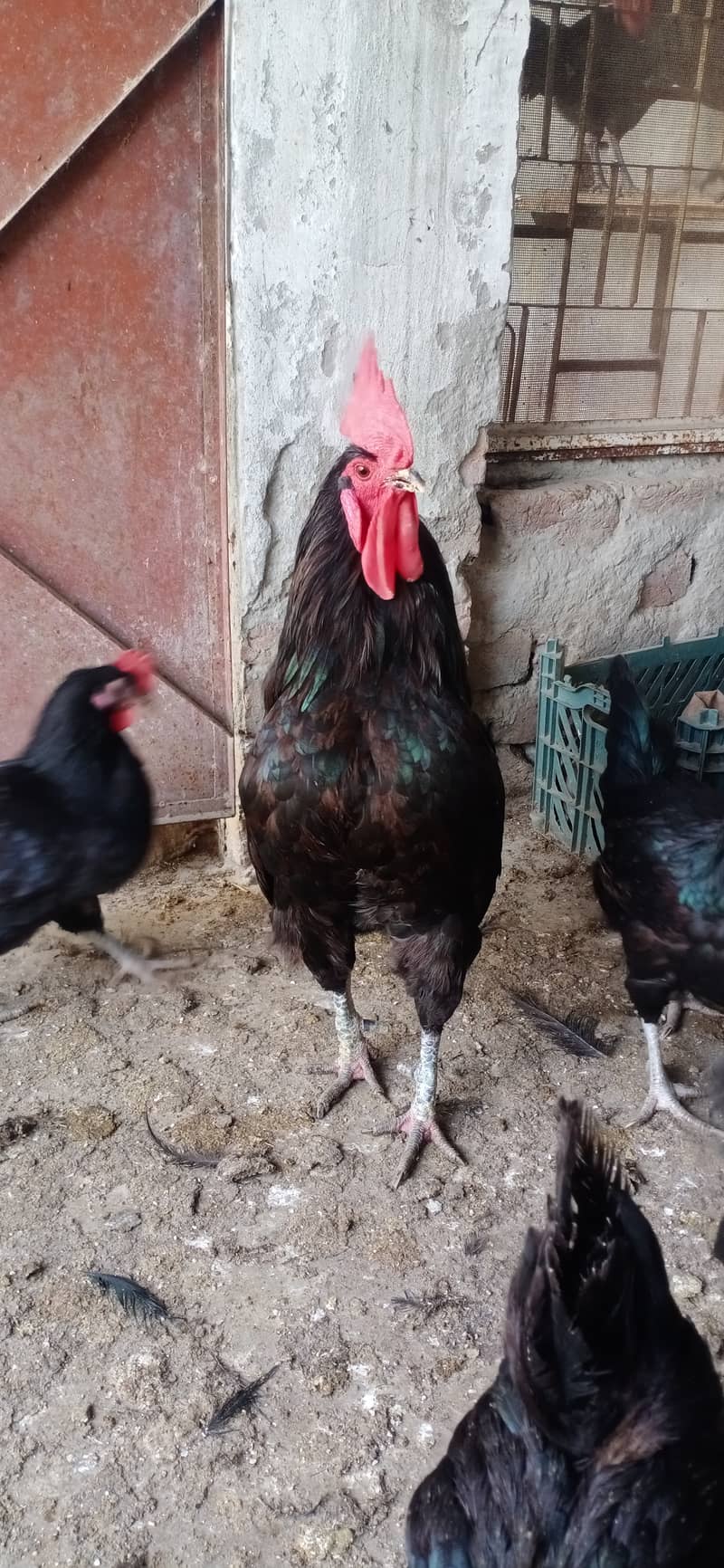 Australorp male. for sale 03224538032 2