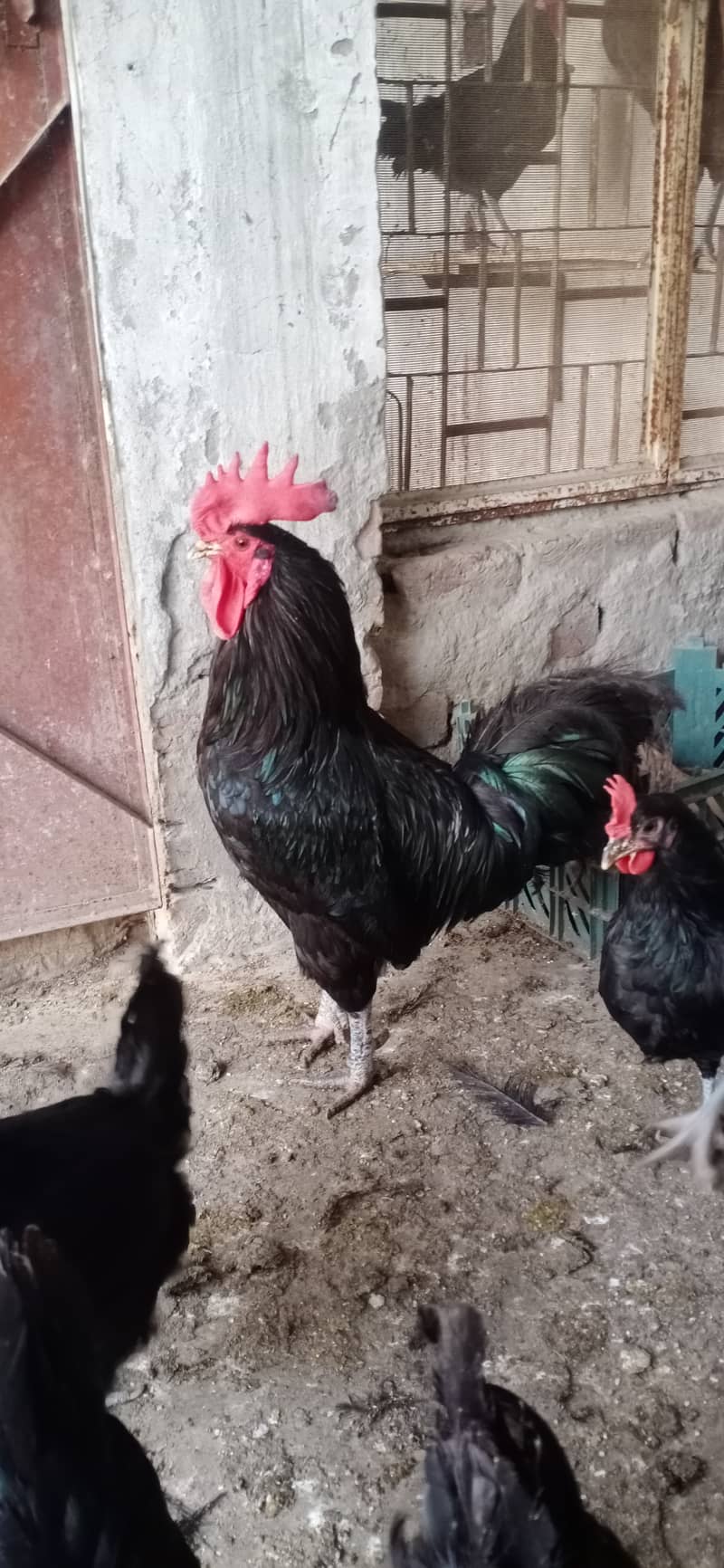 Australorp male. for sale 03224538032 3