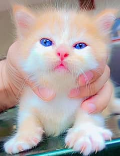 Double Coated Persian Kittens For Sale