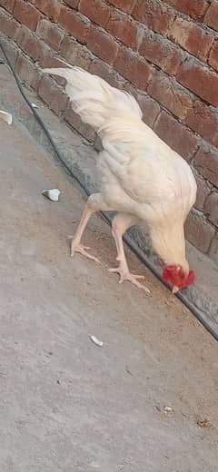 Desi Cock