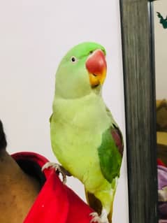 parrot