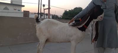 large Bakri good breed