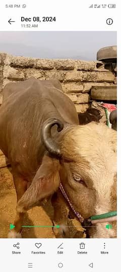 milking buffalo