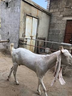 gulabi bakri