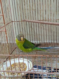 Semi-Tamed plumbhead parrot for sale