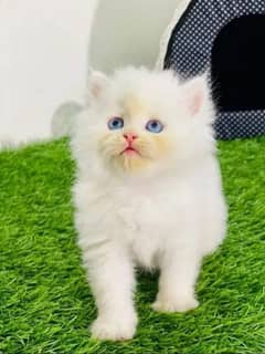 pure Persian kitten more them triple coated hair blue eyes