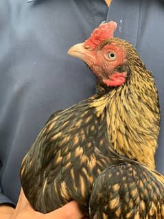 aseel murga shajra sindhi, aseel murgi mianwali breed