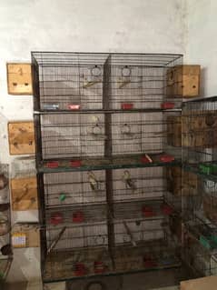 Love birds complete breeding setup for sale 60+ birds ,cages,boxes