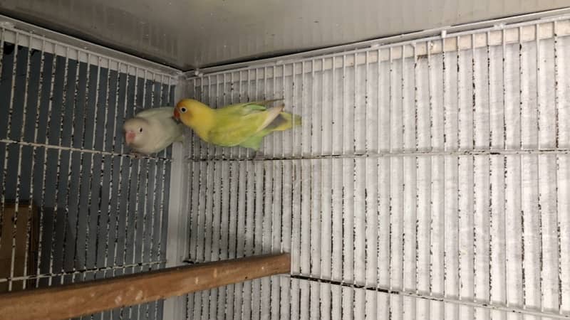 Love birds complete breeding setup for sale 60+ birds ,cages,boxes 1