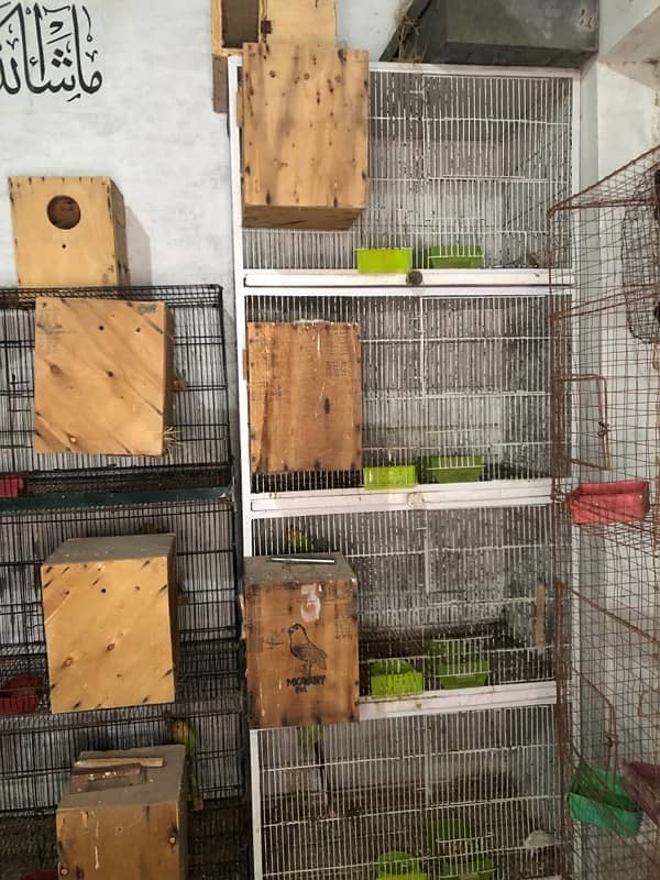 Love birds complete breeding setup for sale 60+ birds ,cages,boxes 2