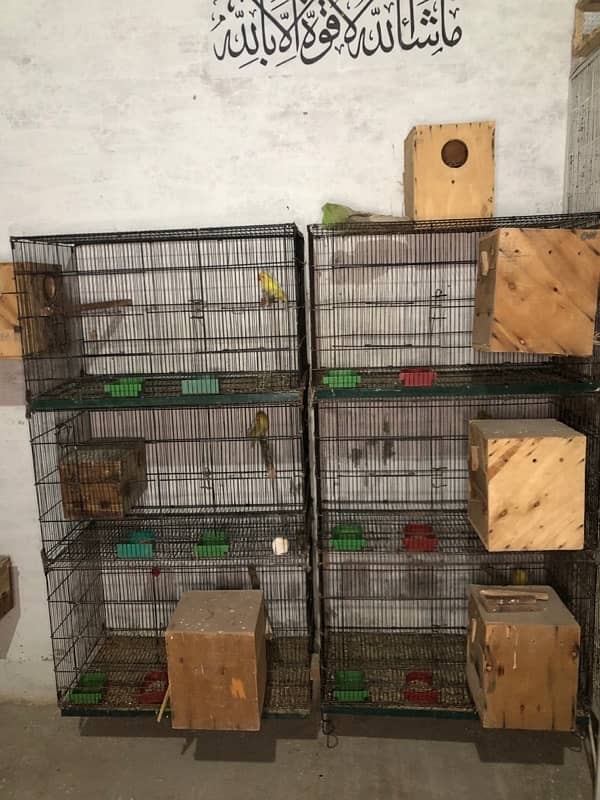 Love birds complete breeding setup for sale 60+ birds ,cages,boxes 3