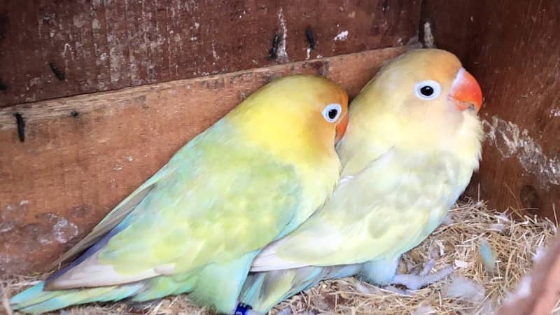 Love birds complete breeding setup for sale 60+ birds ,cages,boxes 4