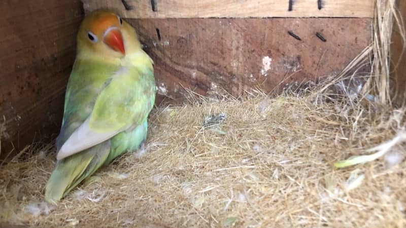 Love birds complete breeding setup for sale 60+ birds ,cages,boxes 5