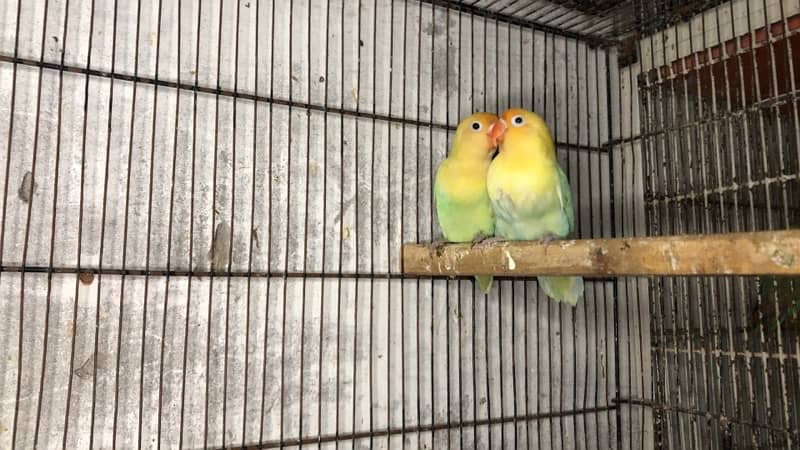 Love birds complete breeding setup for sale 60+ birds ,cages,boxes 7