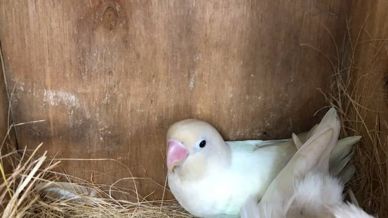 Love birds complete breeding setup for sale 60+ birds ,cages,boxes 8