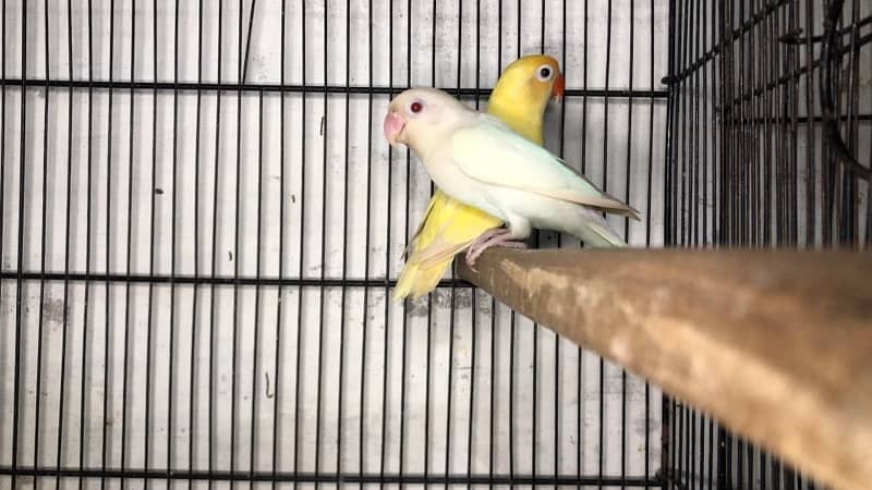 Love birds complete breeding setup for sale 60+ birds ,cages,boxes 9