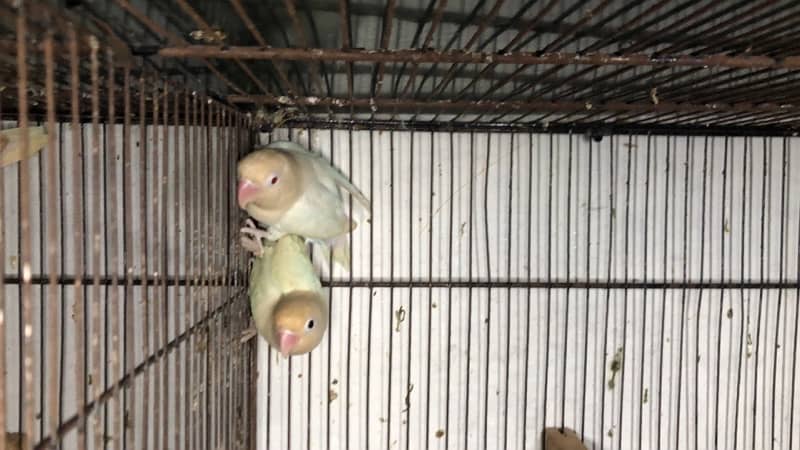 Love birds complete breeding setup for sale 60+ birds ,cages,boxes 13