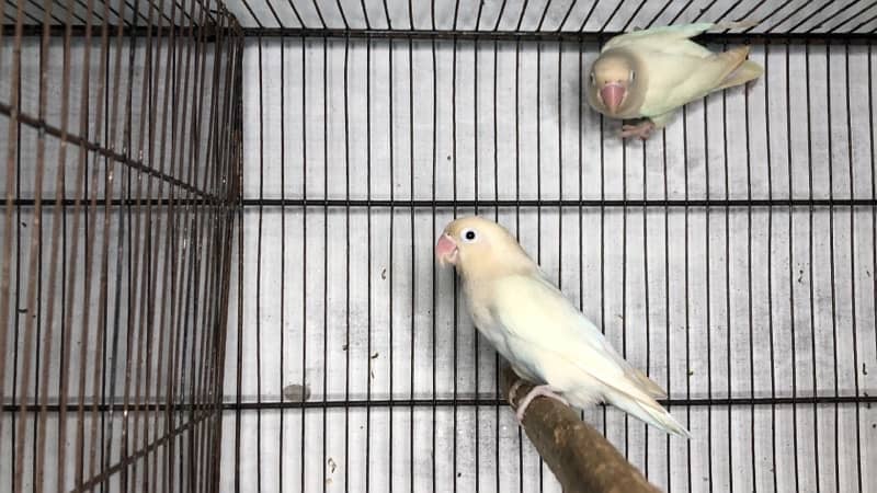 Love birds complete breeding setup for sale 60+ birds ,cages,boxes 14