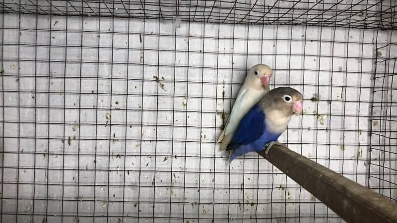 Love birds complete breeding setup for sale 60+ birds ,cages,boxes 15